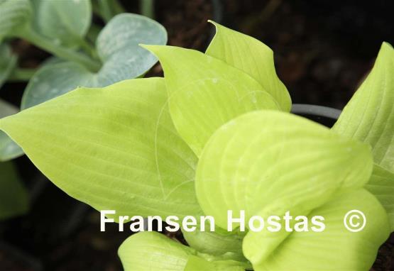 Hosta Dauergold